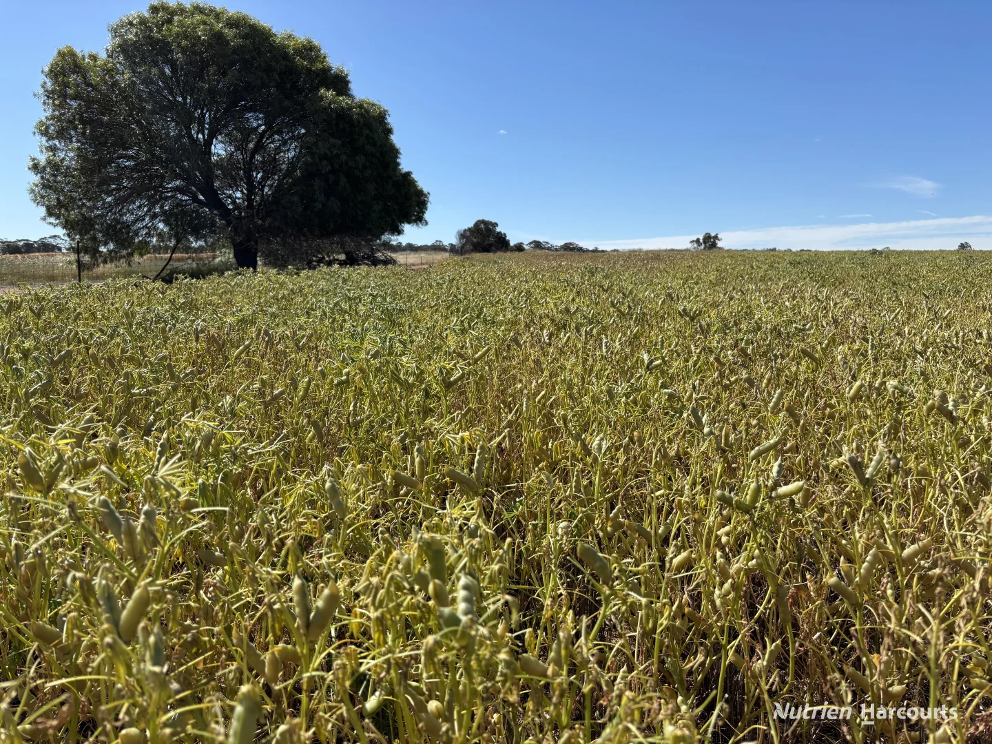 Additional image 20 of . 'Forrestine Farm', Cunderdin WA 6407
