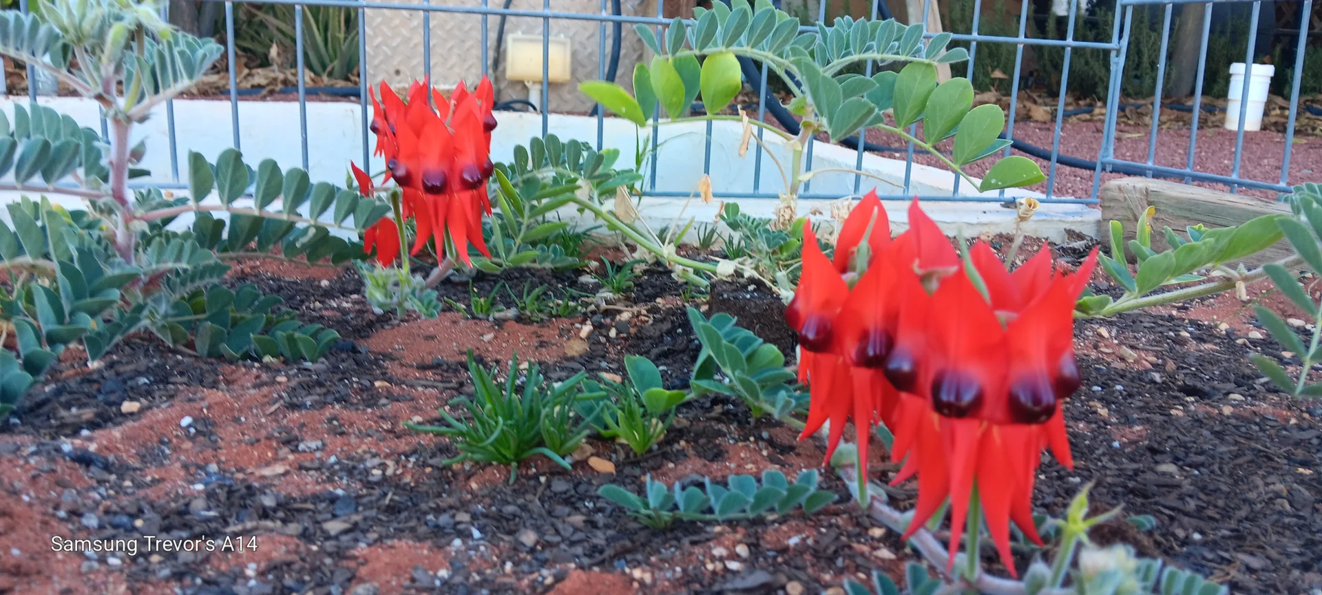 Additional image 15 of Lot 1795 Wedgetail Crescent, Coober Pedy SA 5723