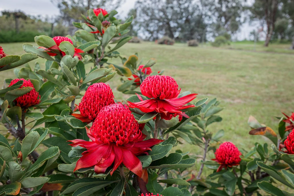 Additional image 31 of 15 Corella Way, Wodonga VIC 3690