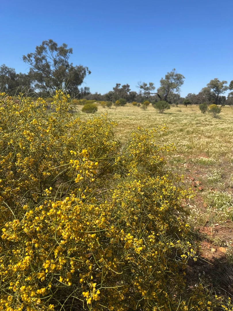 Additional image 17 of 39 Leo Street, Eulo QLD 4491