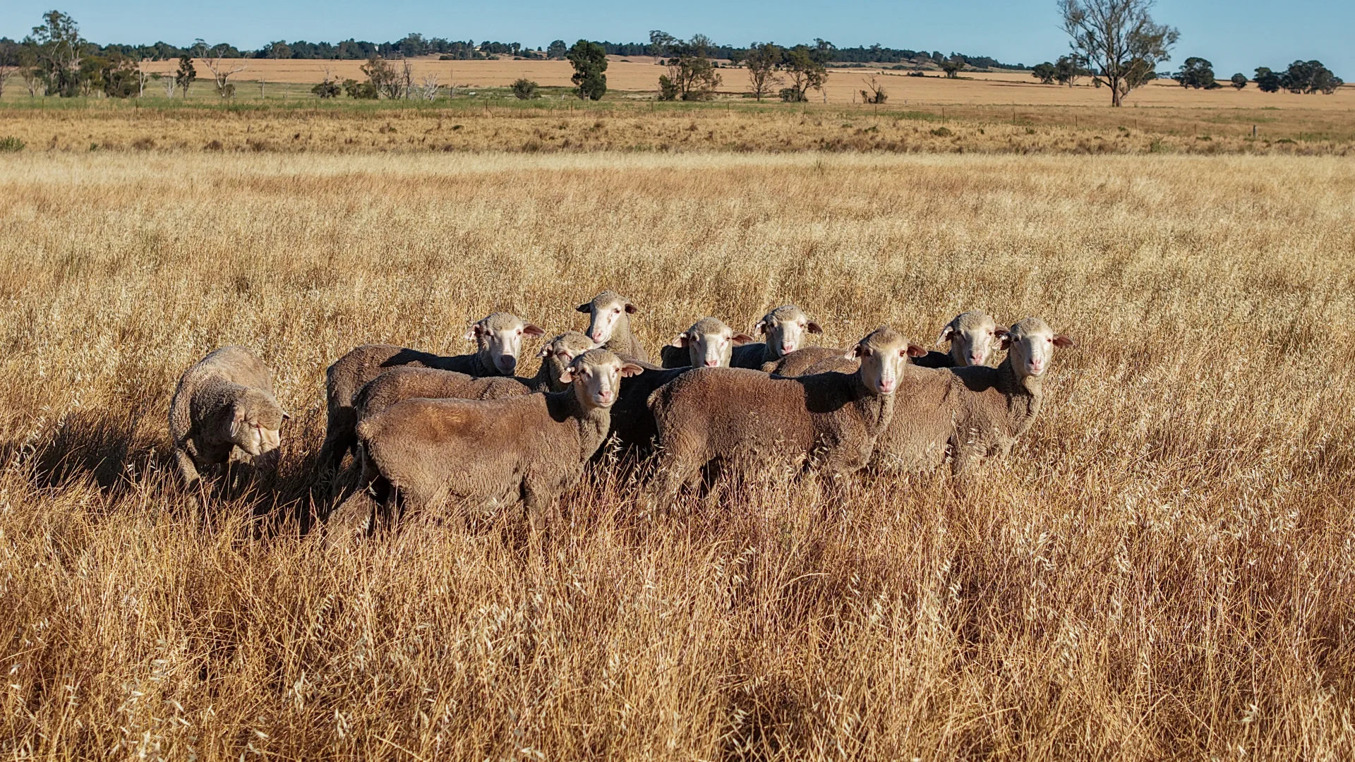 Additional image 30 of The Ranch 27R Plain Creek Road, Wongarbon NSW 2831