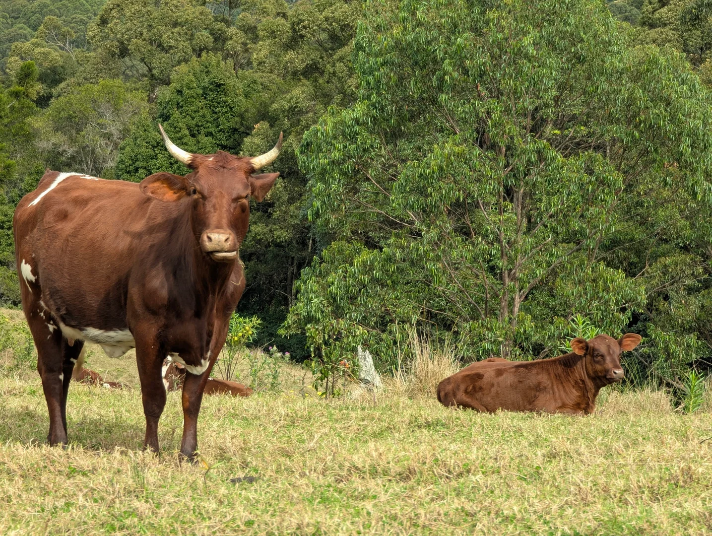 Additional image 16 of 1190 Campbells Pockets Road, Mount Mee QLD 4521