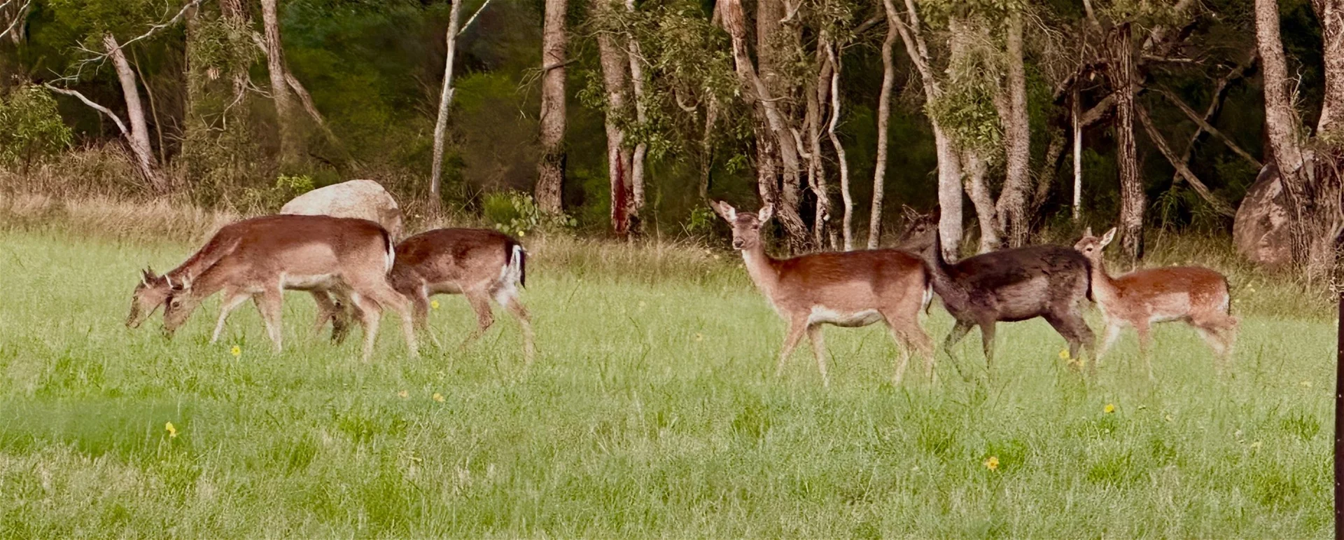 Additional image 28 of 758 Spring Creek Road, Amiens QLD 4380