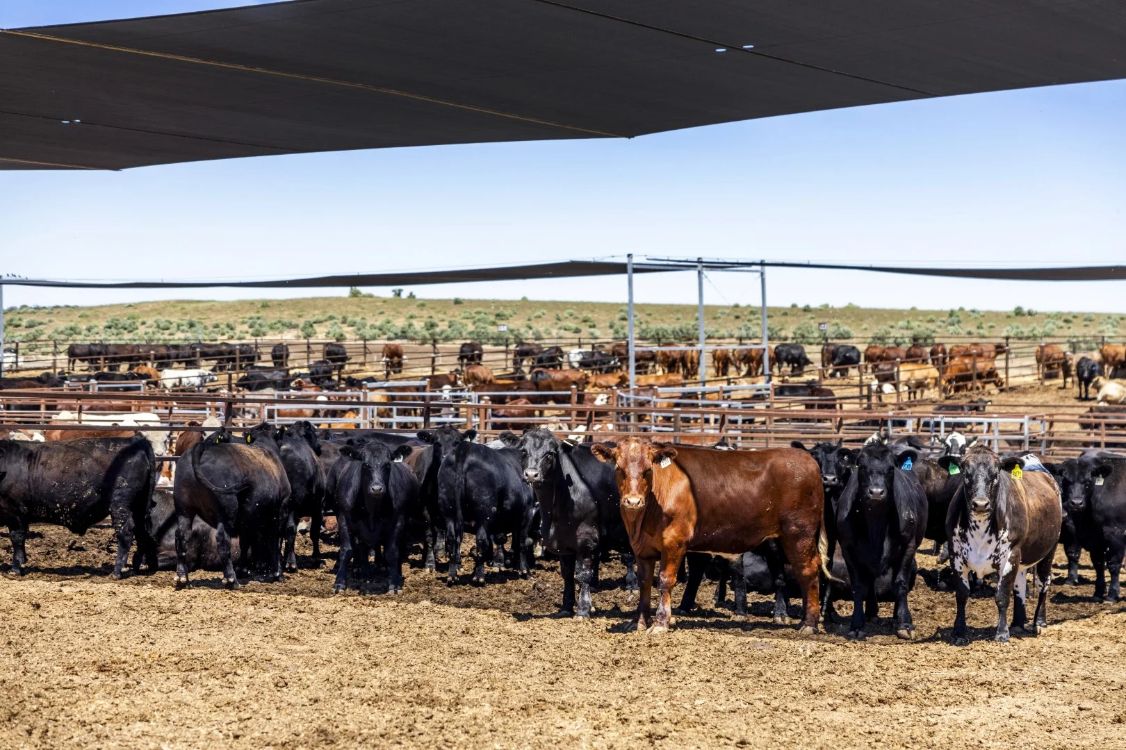 Additional image 7 of 1156 Parrakie North Road, Lameroo SA 5302