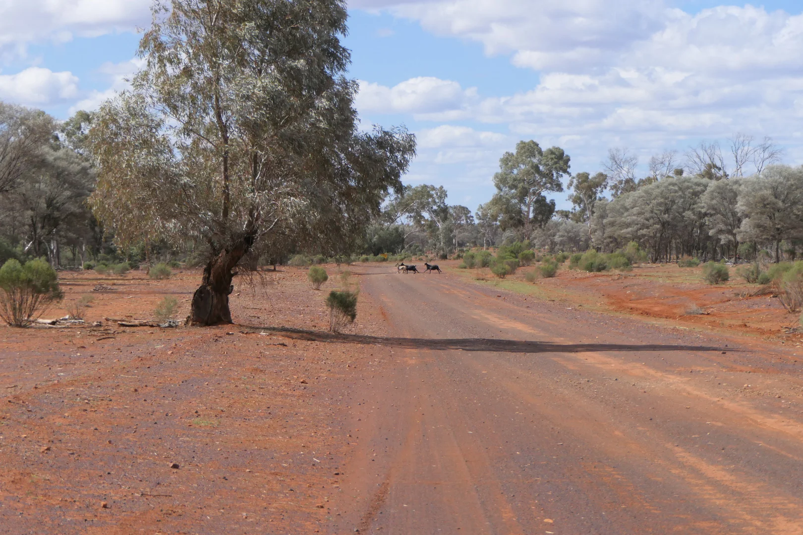 Additional image 13 of * Gilgunnia Station, 3240 Mulya Road, Cobar NSW 2835