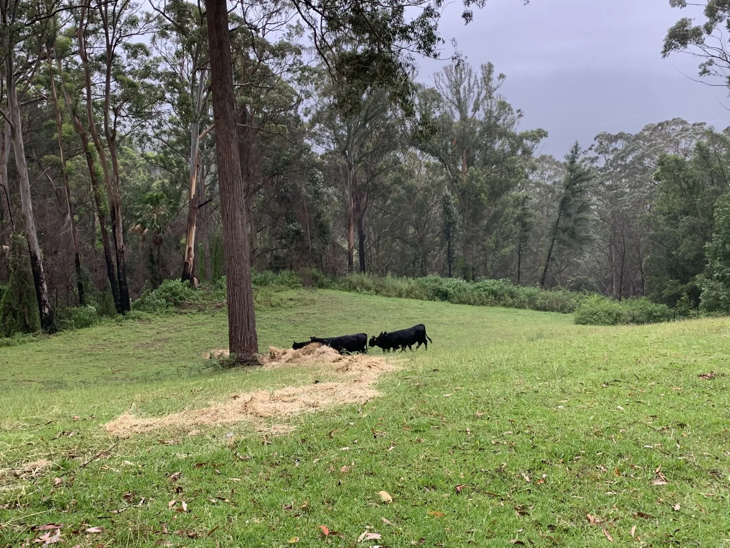 Additional image 24 of 65b Marden Lane, Kangaroo Valley NSW 2577