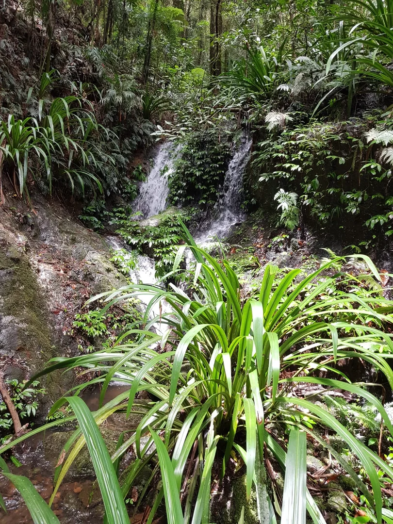 Additional image 27 of 162 Repeater Station Road, Springbrook QLD 4213