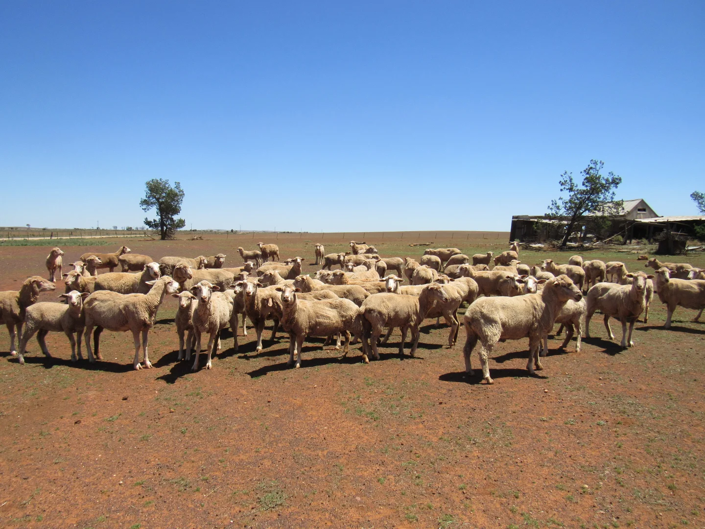 Additional image 9 of "The Pines" 75 Lang Road, Sunnybrae SA 5422