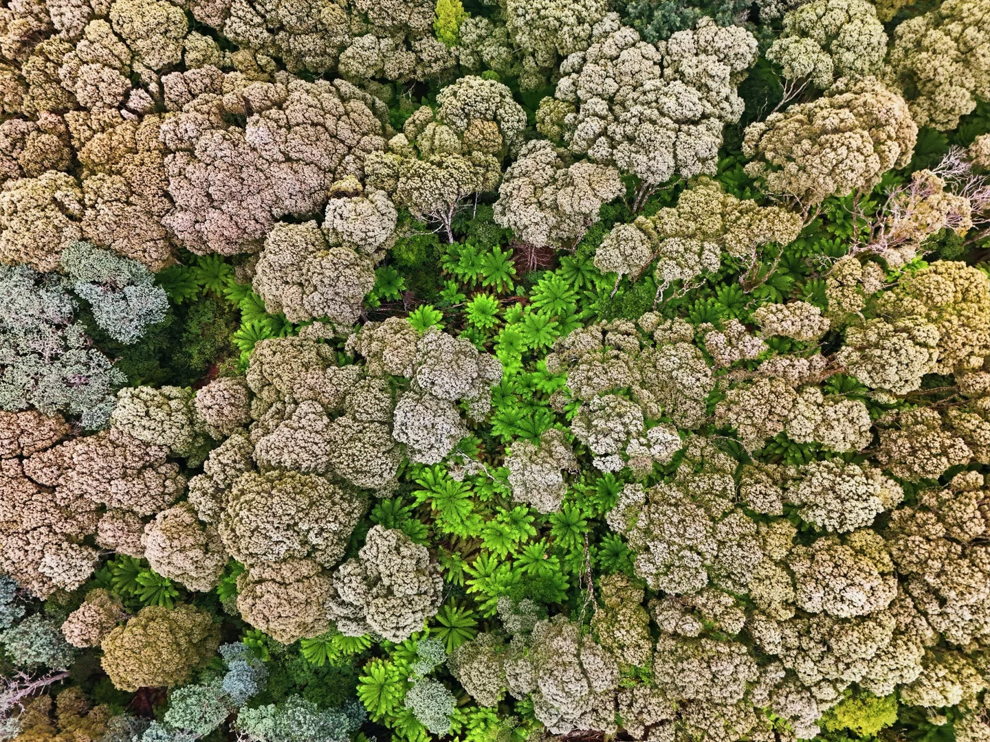 Additional image 15 of 28834 Tasman Highway, Weldborough TAS 7264