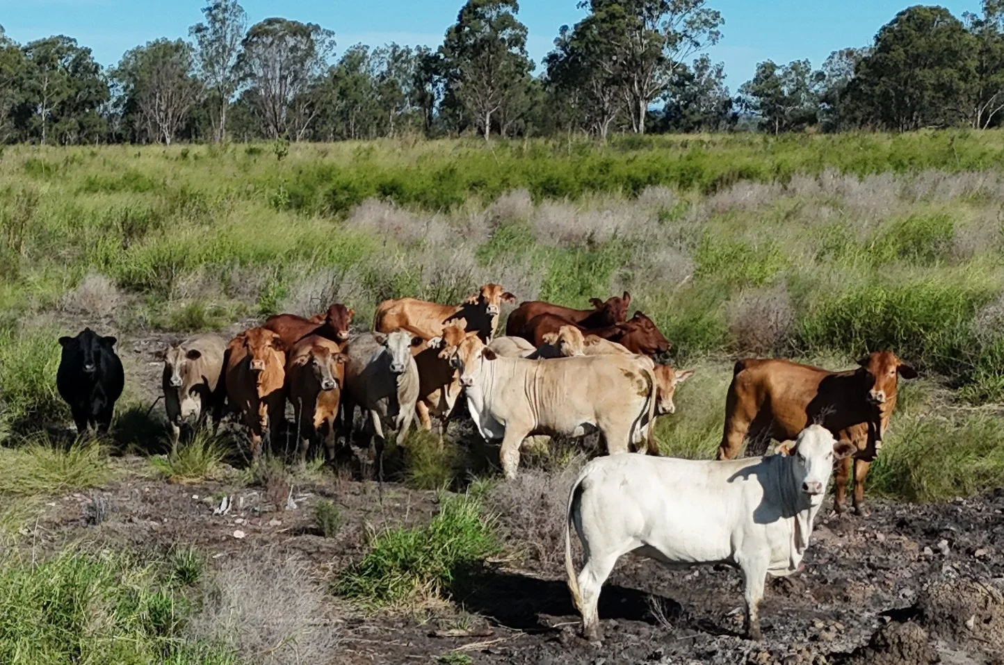 Additional image 4 of Lot 112 Wondai Proston Road, Wondai QLD 4606