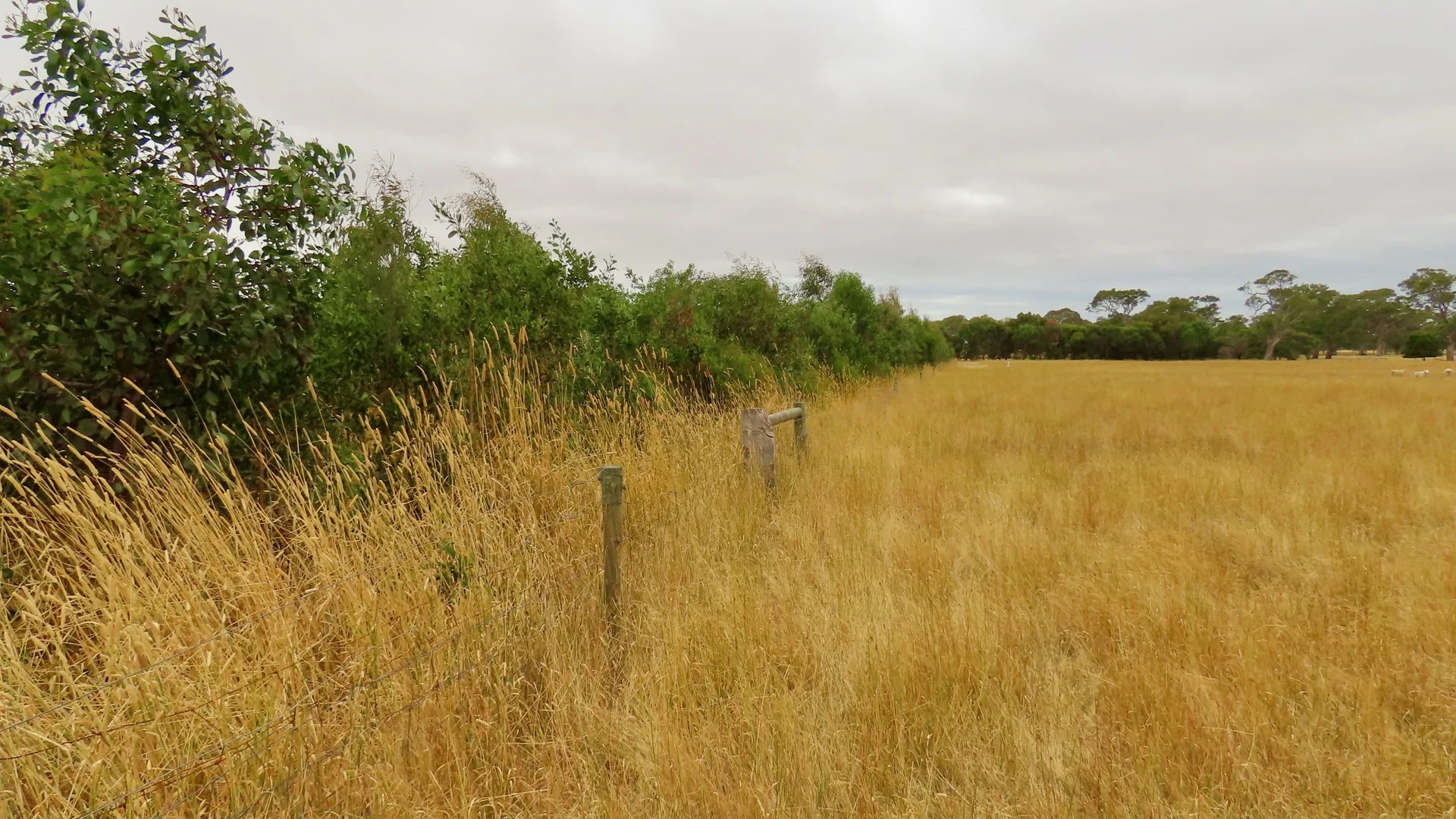 Additional image 12 of Lot 899 Mount McIntyre Road, Kalangadoo SA 5278