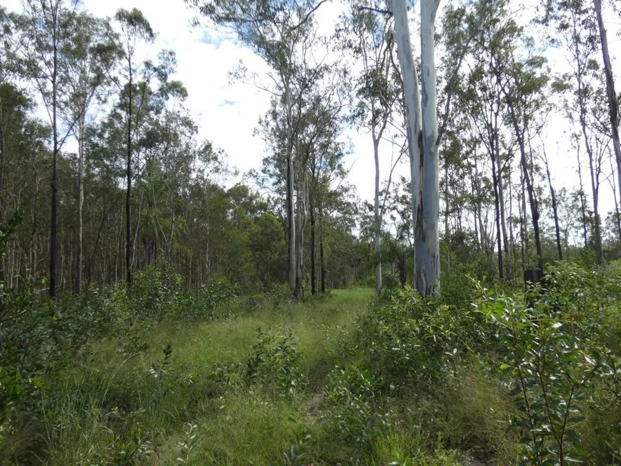 Additional image 34 of 310 MOLLENHAGENS ROAD, Winfield QLD 4670