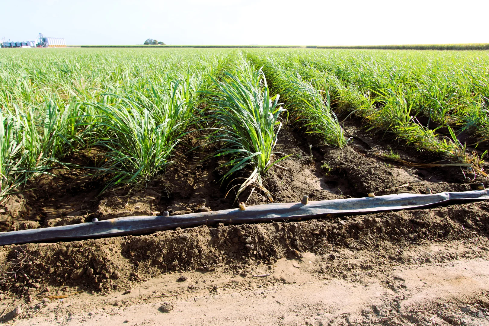 Additional image 22 of 20 Colevale Road, Brandon QLD 4808