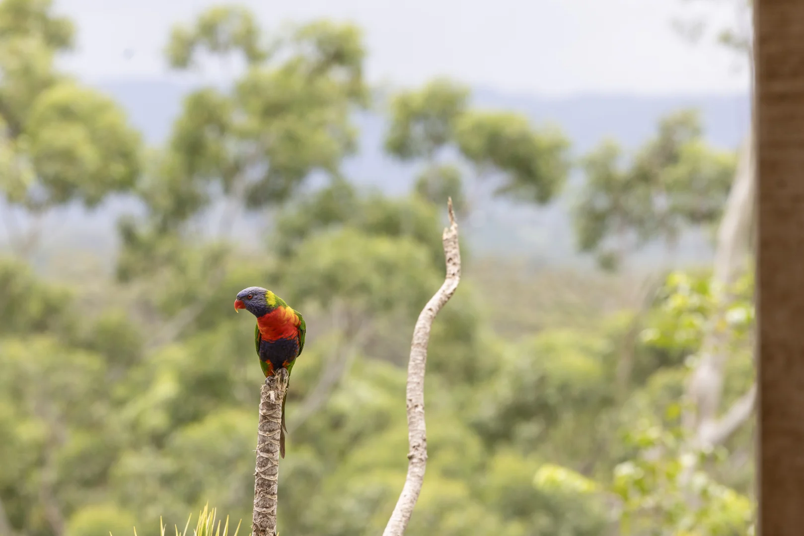 Additional image 7 of 755 Ilkley Road, Tanawha QLD 4556