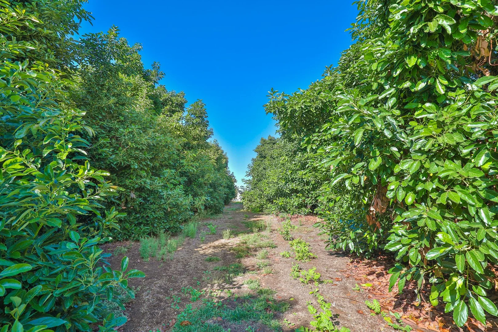 Additional image 11 of 182 Carey Street and 210 Dumosa Street, Red Cliffs VIC 3496