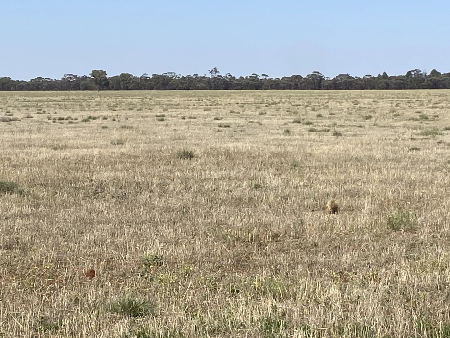 Additional image 5 of 441 Imries Lane, Tullibigeal NSW 2669