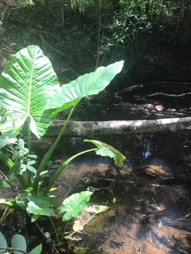 Additional image 6 of Ravensbourne QLD 4352