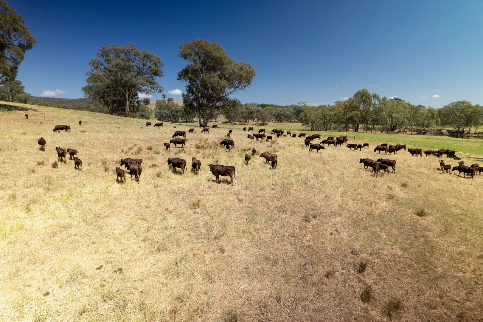 Additional image 10 of - Moyhu-Meadow Creek Road, Moyhu VIC 3732