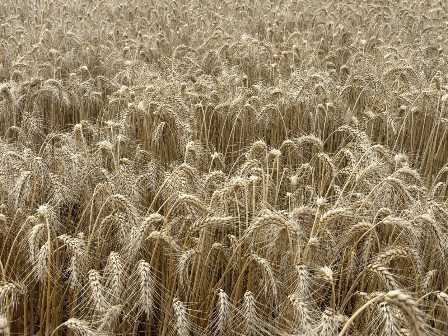 Additional image 12 of Lot 65 Forrester Road, Mount Erin WA 6532