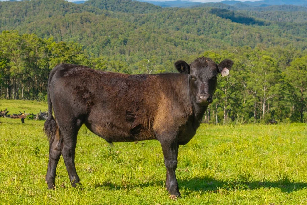 Additional image 22 of 669 Costigans Road, Yarras NSW 2446