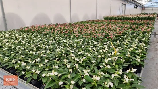 Additional image 19 of Peats Ridge NSW 2250