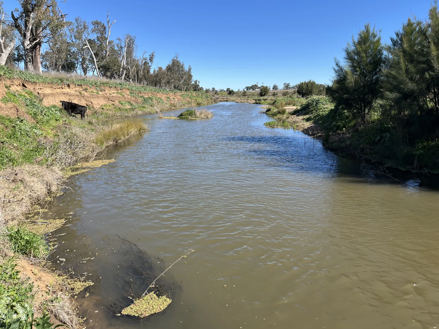 Additional image 23 of "Piambra" 714 Piambra Road, Binnaway NSW 2395