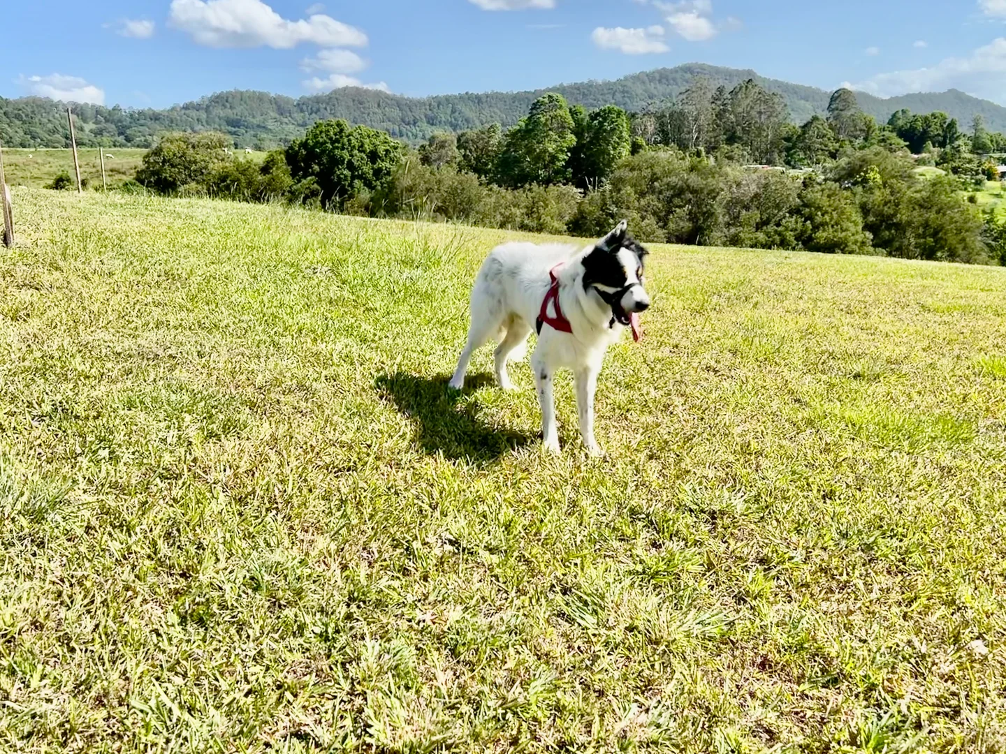 Additional image 11 of 17 Evelyn Way, Nimbin NSW 2480