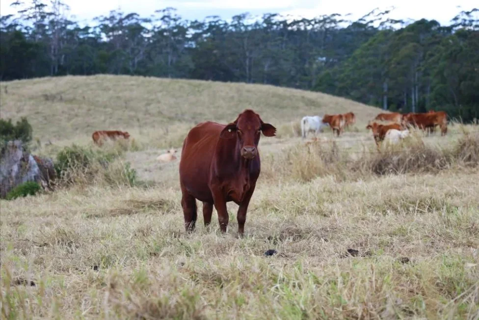 Additional image 7 of Lot 6/400 Bellthorpe West Road, Bellthorpe QLD 4514