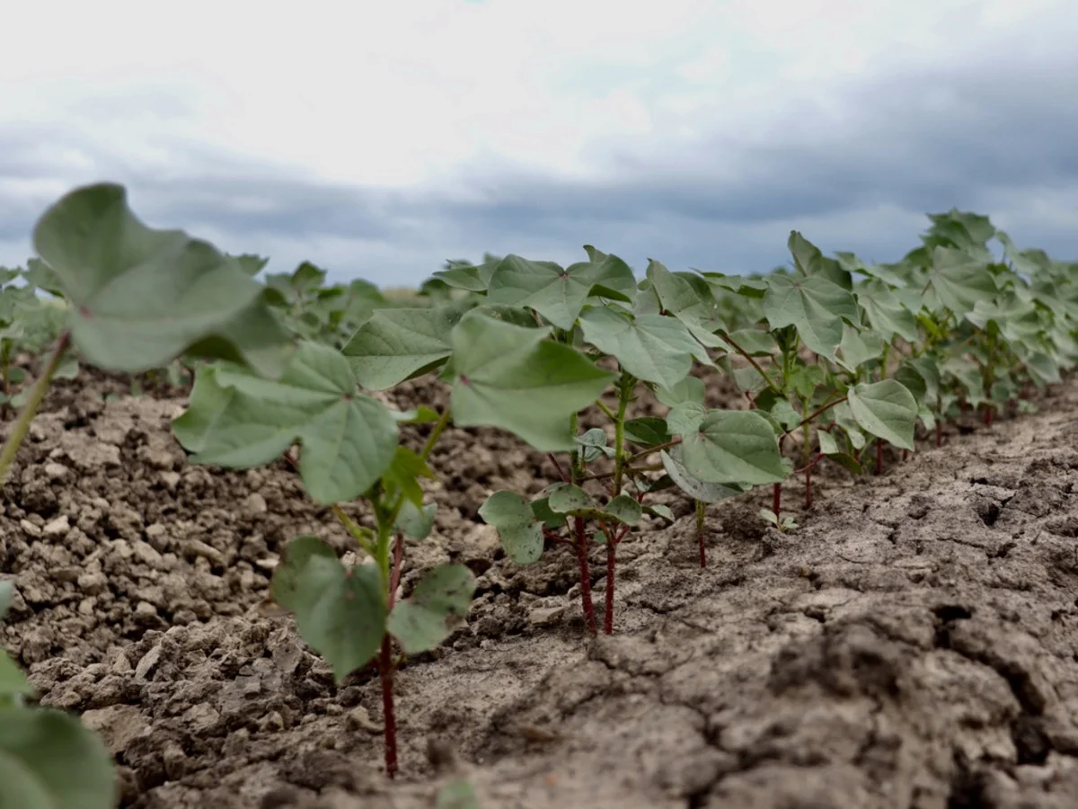 Additional image 7 of 19 - 'Kelinda'/1411 Moura-Bindaree Road, Moura QLD 4718