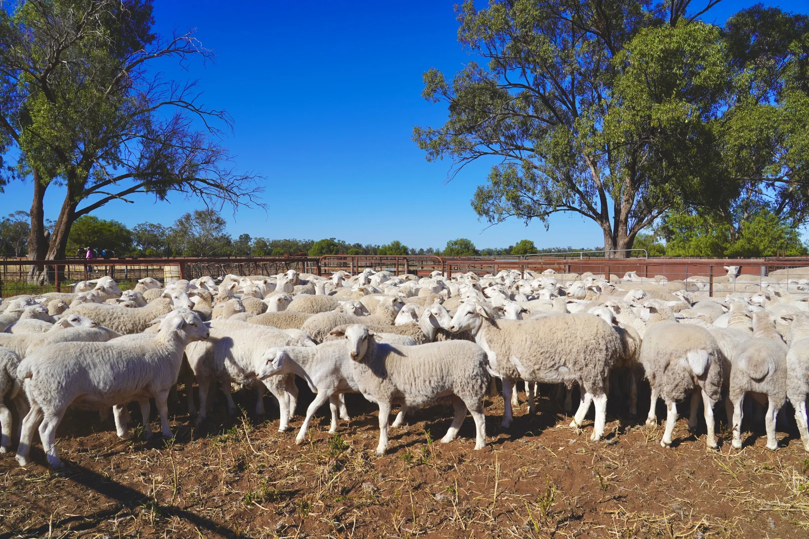 Additional image 24 of Buddabadah NSW 2825