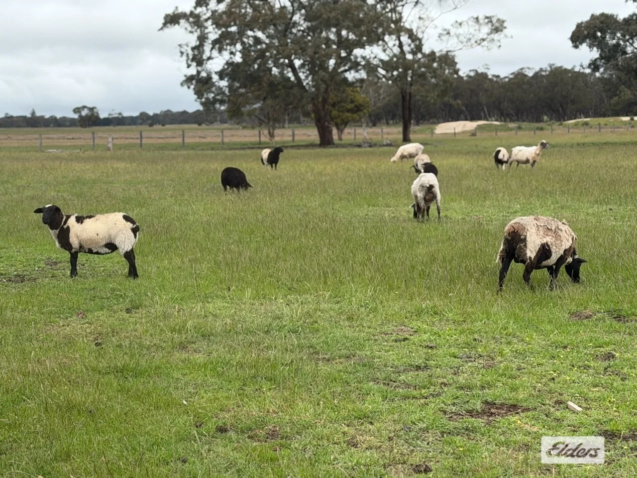 Additional image 21 of 628 Nicholls Road, Stradbroke VIC 3851