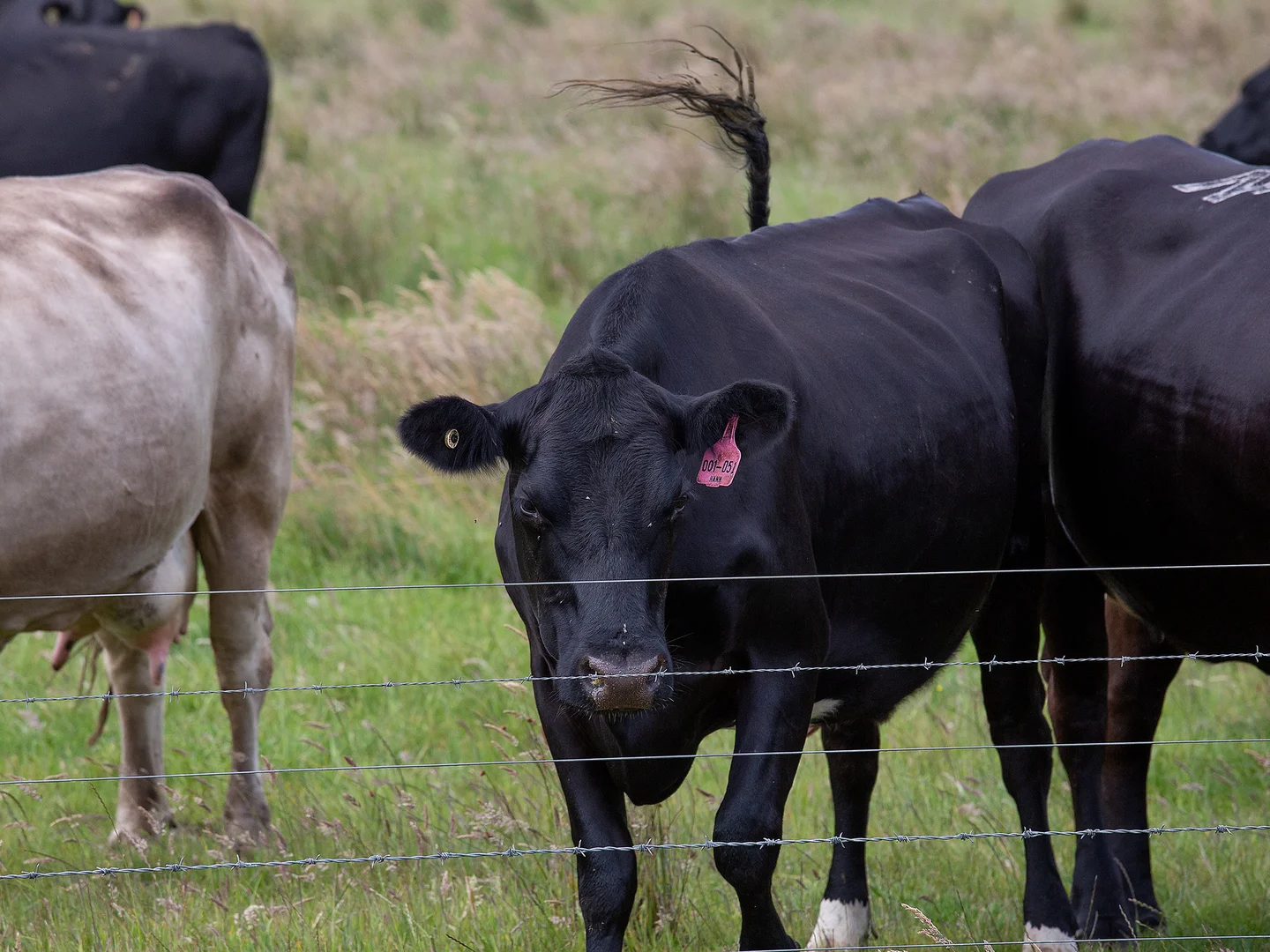 Additional image 17 of 931 Gorae Road, Gorae VIC 3305