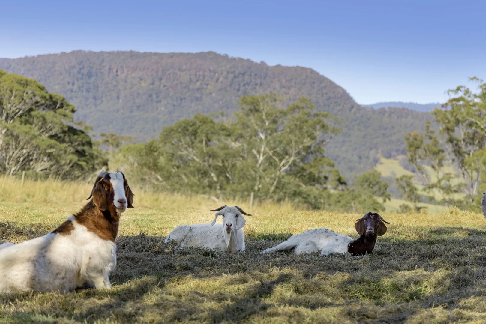 Additional image 6 of 94 Paddington Lane, Kangaroo Valley NSW 2577