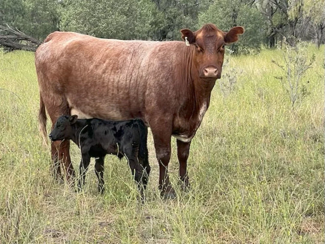 Additional image 7 of "FOREST VALE", Gurley NSW 2398