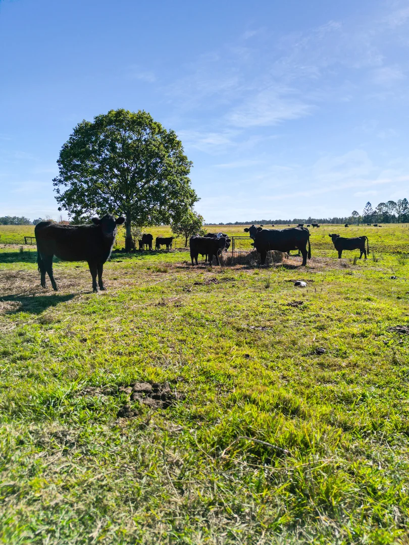 Additional image 5 of 344 Sextonville Road, Casino NSW 2470