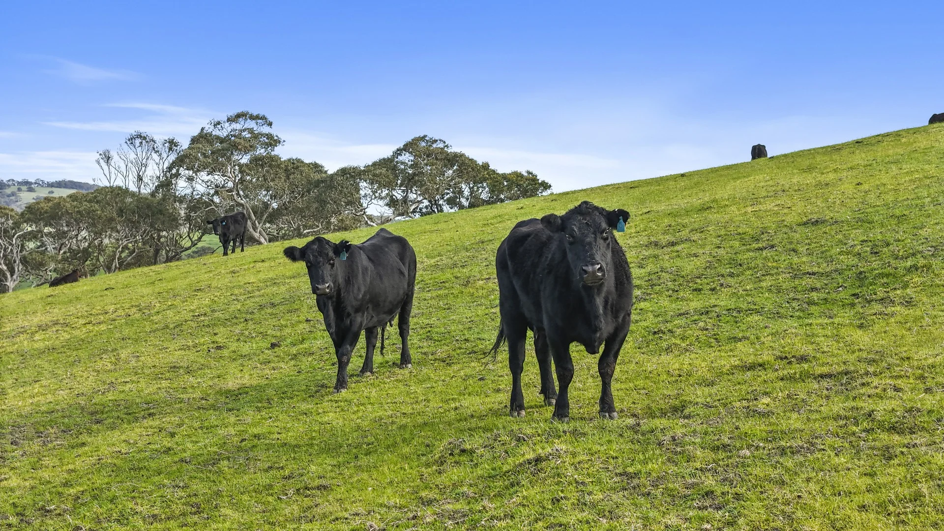 Additional image 11 of 784 Back Valley Road, Back Valley SA 5211