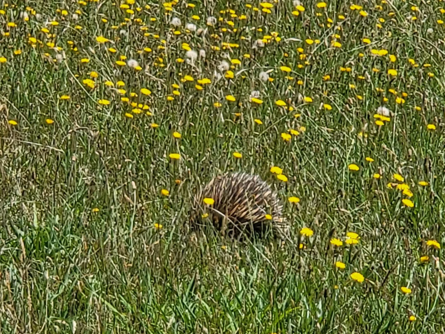 Additional image 12 of Lot 4 Wheeo Road, Crookwell NSW 2583