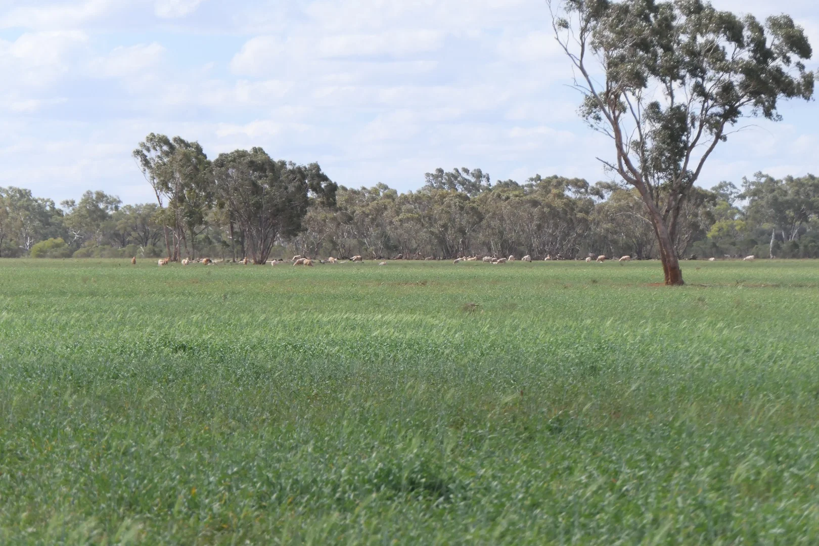 * Gilgunnia Station, 3240 Mulya Road, Cobar NSW 2835