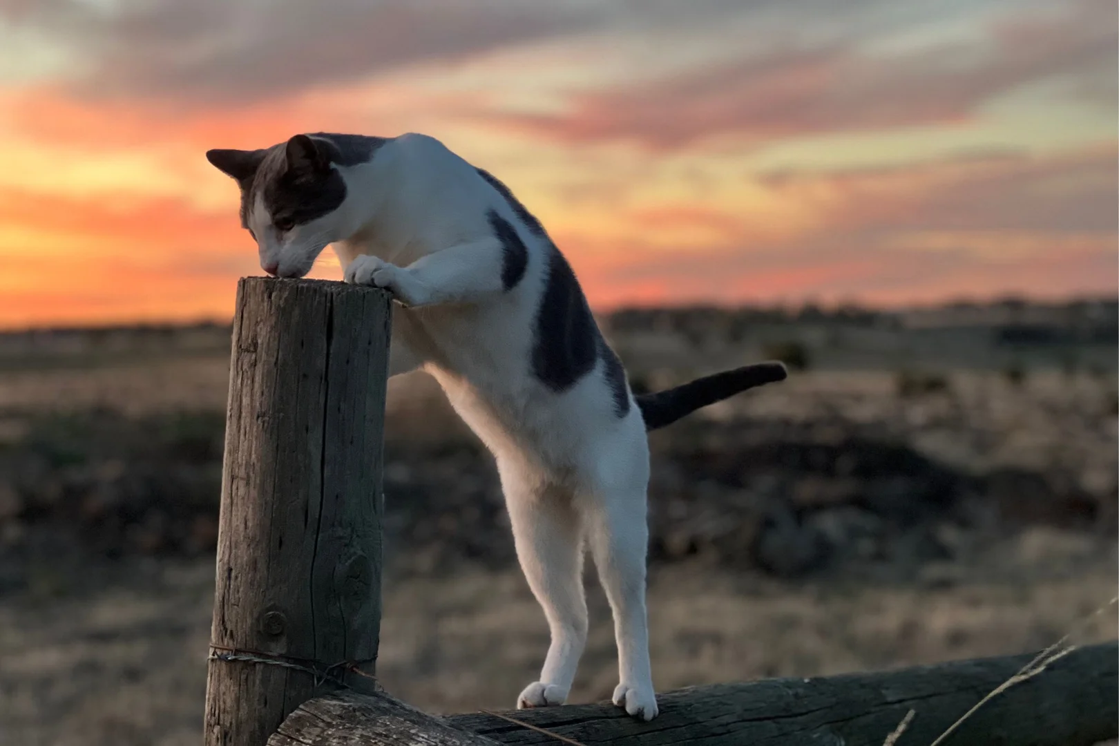 Additional image 20 of 2106 Heathcote Redesdale Road, Redesdale VIC 3444