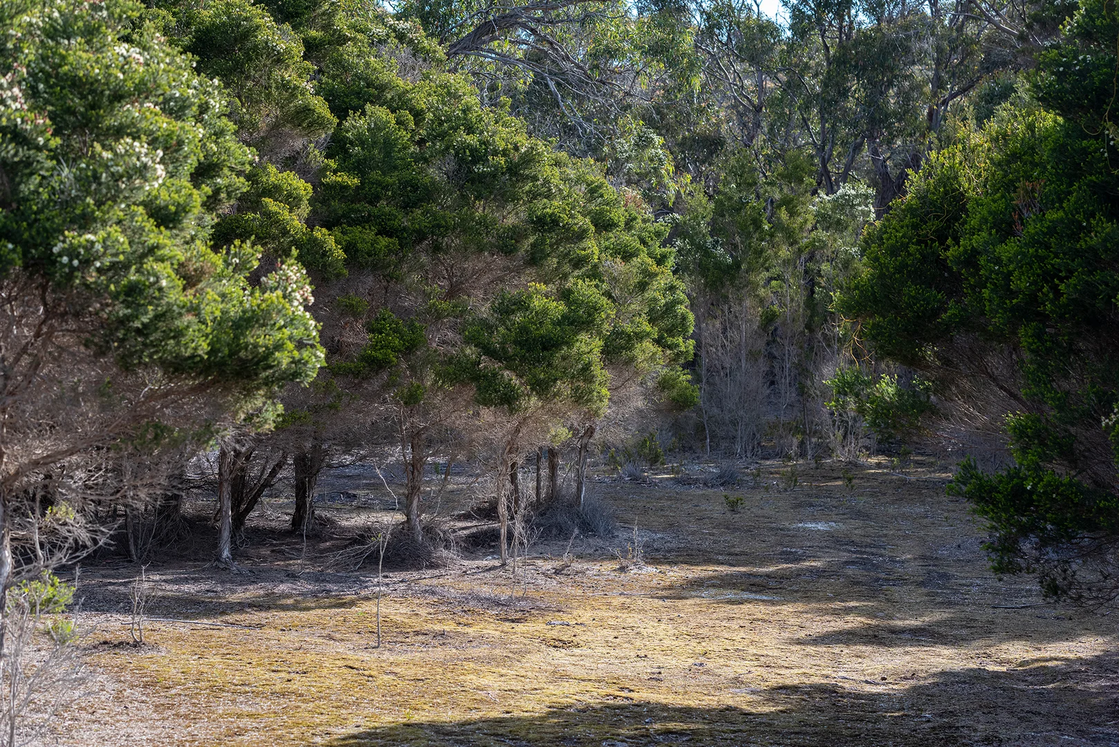 Additional image 8 of . Killiecrankie Road, Killiecrankie TAS 7255