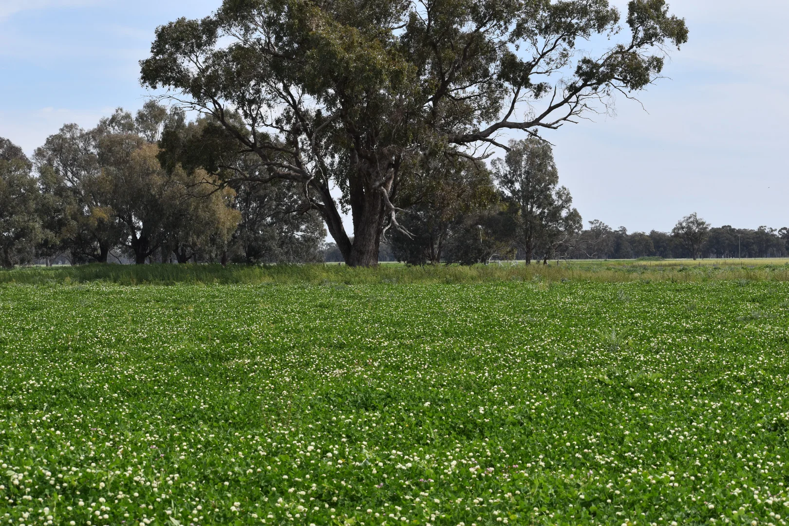 Additional image 22 of 2071 Yarrabandai Road, Bedgerabong NSW 2871