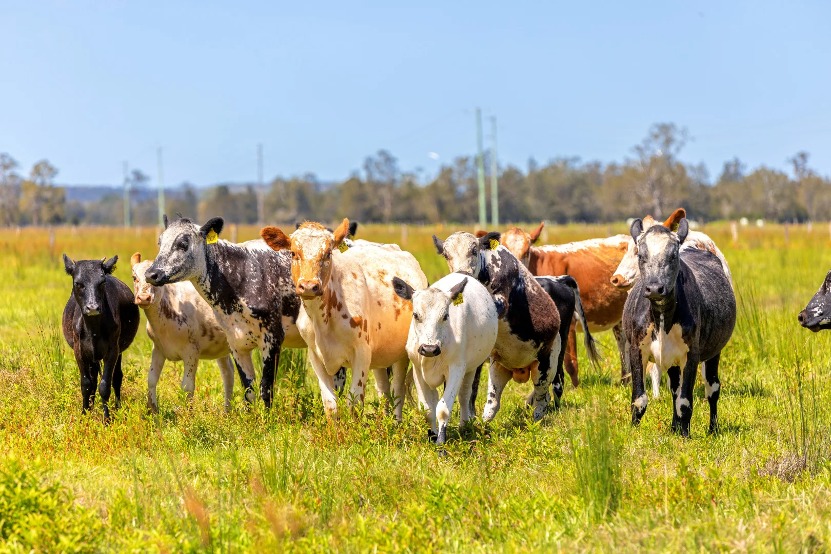 Additional image 31 of 385 Moto Road, Moto NSW 2426