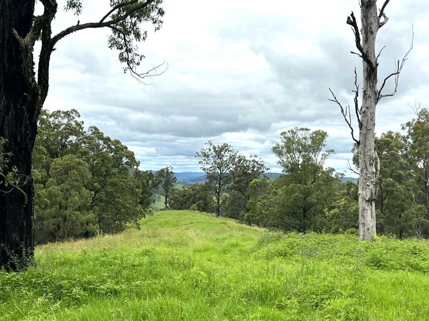 Additional image 34 of 59 Wyndham Road, Wyneden NSW 2474