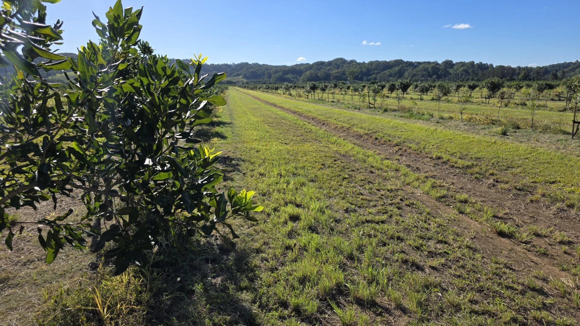 Additional image 6 of 292 Pimlico Road, Pimlico NSW 2478