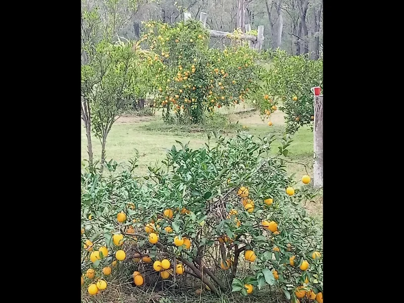 Additional image 4 of Lot 86 Tralee Road, Pratten QLD 4370