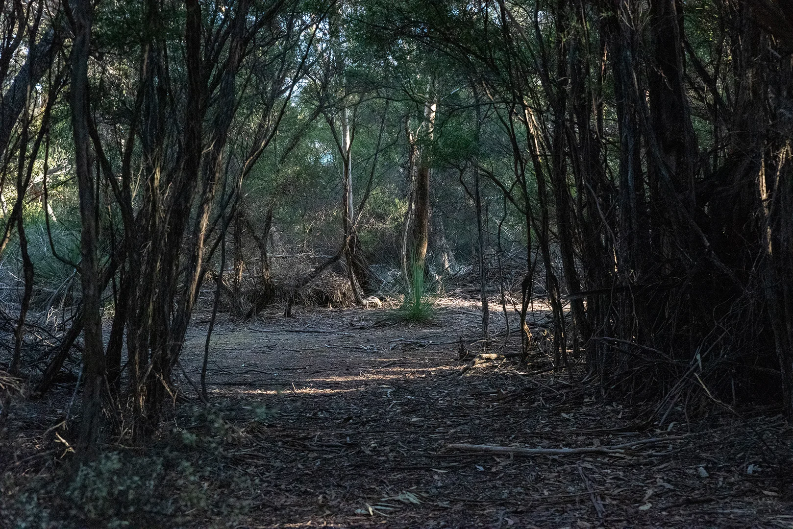 Additional image 14 of . Killiecrankie Road, Killiecrankie TAS 7255