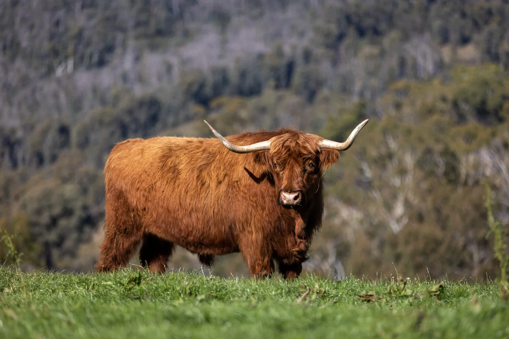 Additional image 2 of 'Gilmore Braes' 1 Forsters Road, Batlow NSW 2730