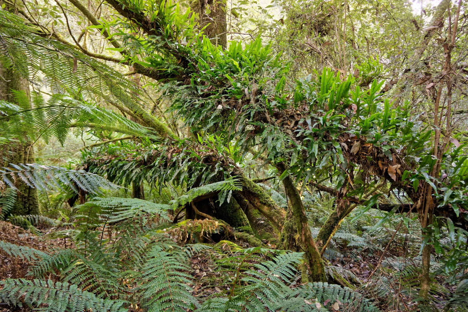 Additional image 9 of Lot 1, 660 Larcombes Road, Reedy Marsh TAS 7304