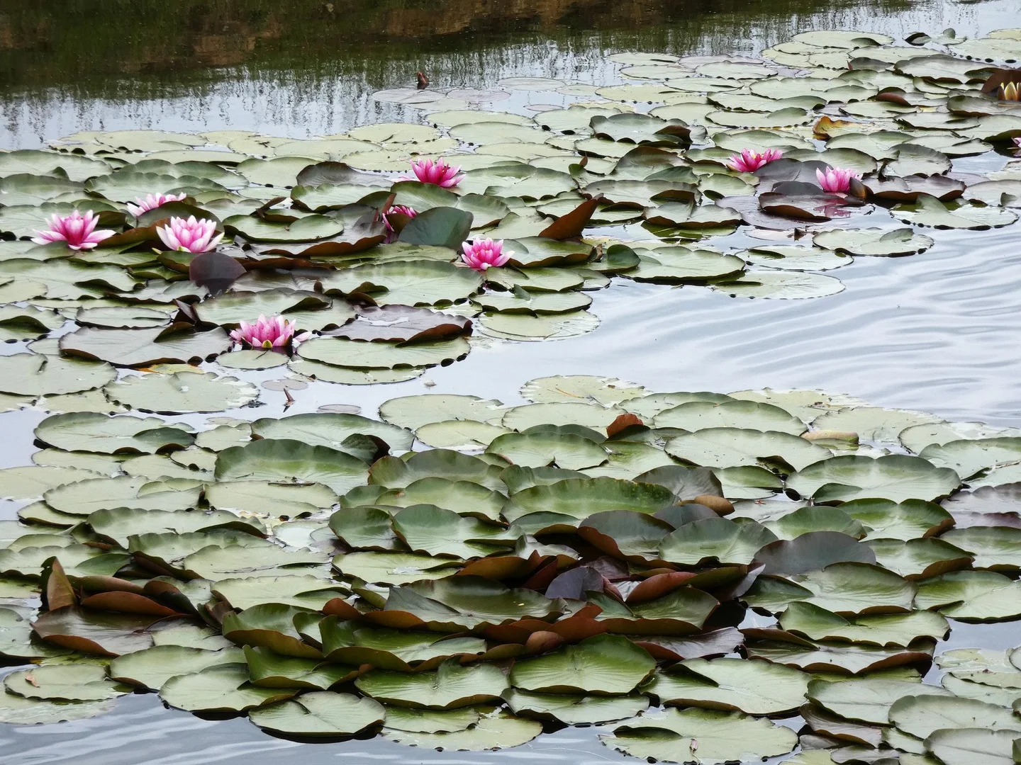Additional image 3 of 125 Sheepstation Creek Road, Yellingbo VIC 3139