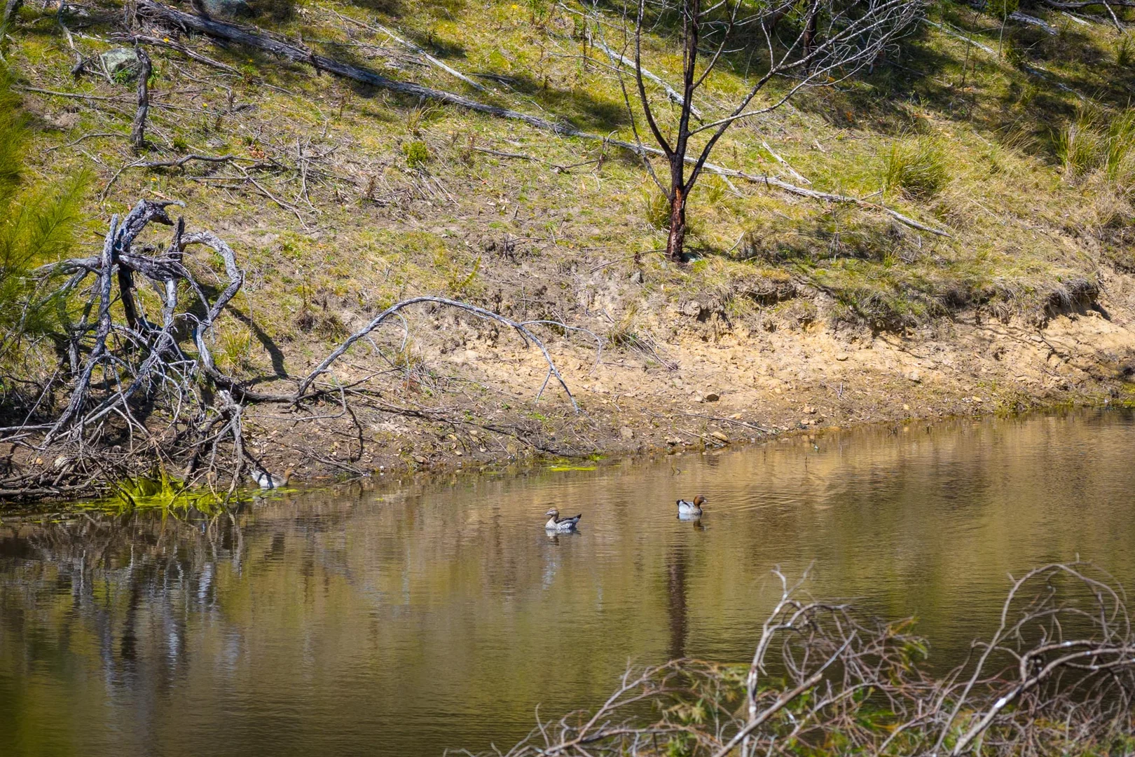 Additional image 14 of 723 Big Jack Mountain Road, New Buildings NSW 2550